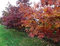 Autumn yellowed leaves decorated trees and bushes in parks and gardens