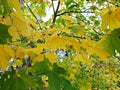 Autumn yellowed leaves decorated trees and bushes in parks and gardens