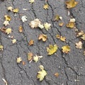 Autumn fallen foliage on dark gray asphalt with large cracks. Abstract background. Royalty Free Stock Photo