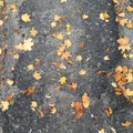 Dry autumn leaves lying on a dark gray asphalt path. Abstraction. Royalty Free Stock Photo