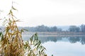 Autumn yellowed reed stalks against the background of a misty morning river Royalty Free Stock Photo