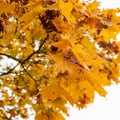 Autumn yelow leafs on tree Royalty Free Stock Photo