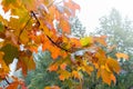 Autumn yelow leafs on tree Royalty Free Stock Photo