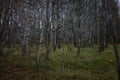 Autumn in a young birch grove. The deciduous forest is covered with yellow foliage and grass. Royalty Free Stock Photo