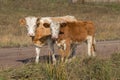 Young bull and calf stand on the road against the background of grass in the autumn