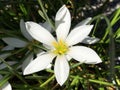 Autumn zephyrlily Zephyranthes candida, White windflower, Peruvian swamp lily, Weisse Zephirblume Royalty Free Stock Photo