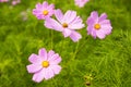 Autumn Ã¯Â¼ÅCosmos bipinnata Cav Royalty Free Stock Photo