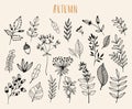 Hand drawn autumn collection with seasonal plants and leaves