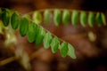 Autumnal acacia leaf on the tree, green colors, large blur background. Royalty Free Stock Photo