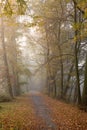 Autumnal alley