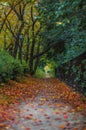 Autumnal alley