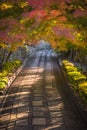 Autumnal alley, very soft focus