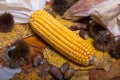 Autumnal arrangement with corn and dried leaves