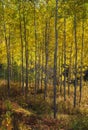 Autumnal aspens Royalty Free Stock Photo