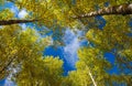 Autumnal aspens Royalty Free Stock Photo