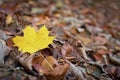 Autumnal background - fallen maple leaf