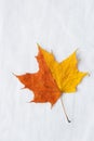 Autumnal Background. One Duotone Orange Yellow Maple Leaf on White Cotton Linen Fabric. Back to School Fall Thanksgiving Royalty Free Stock Photo