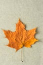 Autumnal Background. One Orange Yellow Maple Leaf on Beige Linen Fabric. Back to School Fall Thanksgiving Concept. Minimalist