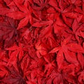 Autumnal background with red leaves Royalty Free Stock Photo