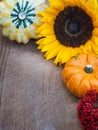 Autumnal background of wood with pumpkins and blooms at the top and right side Royalty Free Stock Photo