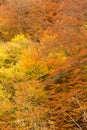 Autumnal beech foliage