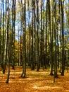 Autumnal beech forest detail Royalty Free Stock Photo