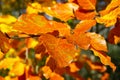 Autumnal beech leaves