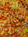 Autumnal beech tree detail