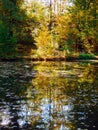 Autumnal beech trees reflection on water Royalty Free Stock Photo