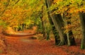 Autumnal Beech woodland (Fagus sylvatica) Royalty Free Stock Photo