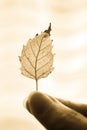 Autumnal birch leaf in female fingers. Sepia photo Royalty Free Stock Photo