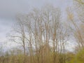 Bare black locust trees in the flemis countryside