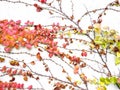 Autumnal branch