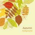Autumnal bright leaf background vector