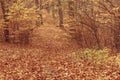 Autumnal bushes in forest. Royalty Free Stock Photo