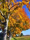 Tree avenue with beautiful autumn leaves in full sun Royalty Free Stock Photo