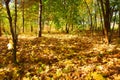 Autumnal carpet Royalty Free Stock Photo