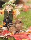 Autumnal chipmunk