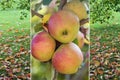 Autumnal collage - branch with apples and meadow with fallen lea Royalty Free Stock Photo