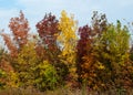 Autumnal bushes in the Hungarian wilderness Royalty Free Stock Photo