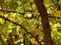 Autumnal colored field maple leaves in backlit