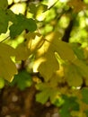 Autumnal colored field maple leaves in backlit