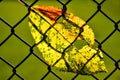 Autumnal colored leaf in a fence in backlit Royalty Free Stock Photo
