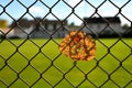 Autumnal colored leaf in a fence in backlit Royalty Free Stock Photo