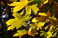 Autumnal colored leaves
