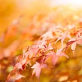 Autumnal colored leaves maple background