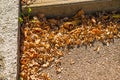 autumnal colored leaves on a sidewalk edge