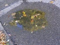 Autumnal colored leaves on a street in a small water pool with mirrored trees