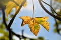 Autumnal colored maple leaf in backlit Royalty Free Stock Photo