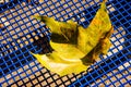 autumnal colored maple leaf on a blue grid seat Royalty Free Stock Photo